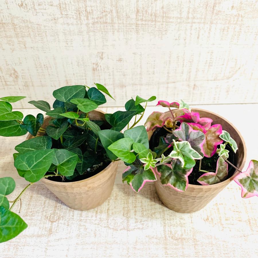観葉植物　おしゃれ  アイビー・ゼラニュームエレガンス 　ハートアイビー　木の香りがする鉢　4号　引っ越し　インテリア　幸運 |  | 02