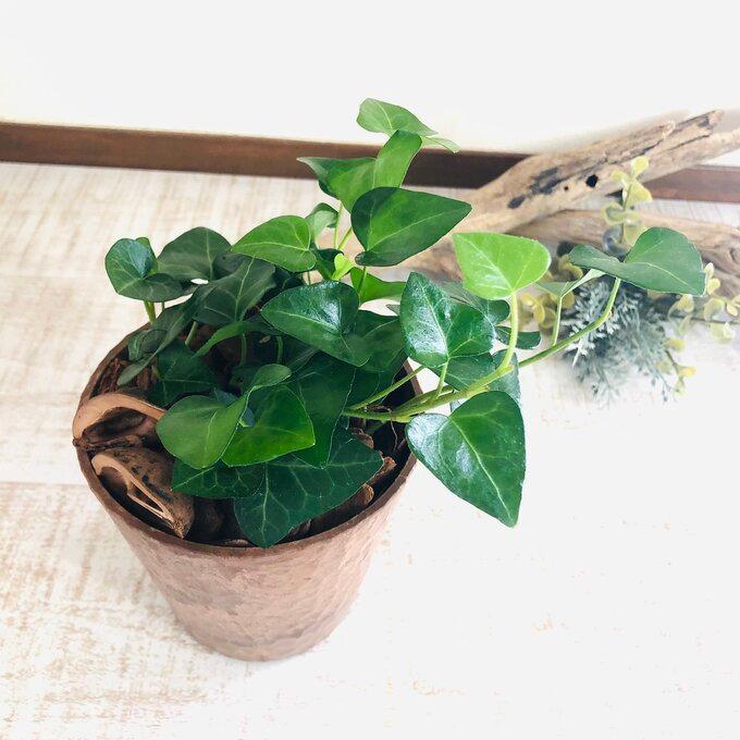 観葉植物　おしゃれ  アイビー・ゼラニュームエレガンス 　ハートアイビー　木の香りがする鉢　4号　引っ越し　インテリア　幸運 |  | 03