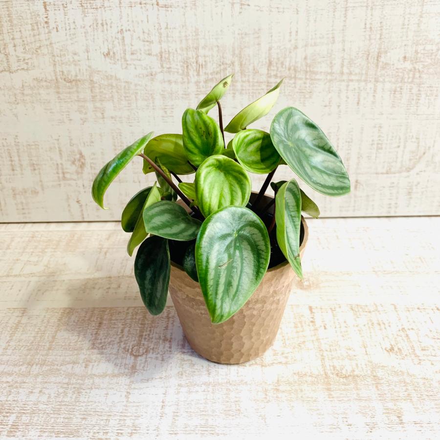 ペペロミア　アルギレイア　スイカペペ　木の香りがする鉢　4号　引っ越し　インテリア　幸運 |  | 01