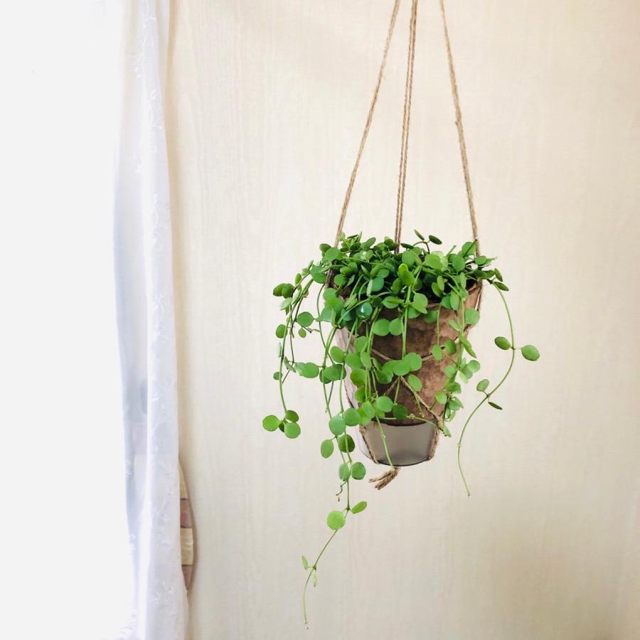 おしゃれ　観葉植物　吊り下げ　ディスキディア　ハートジュエリー  ハンキングアロマ鉢　4号　受け皿キャップ付き　インテリア　多肉植物　引っ越し　 | 
