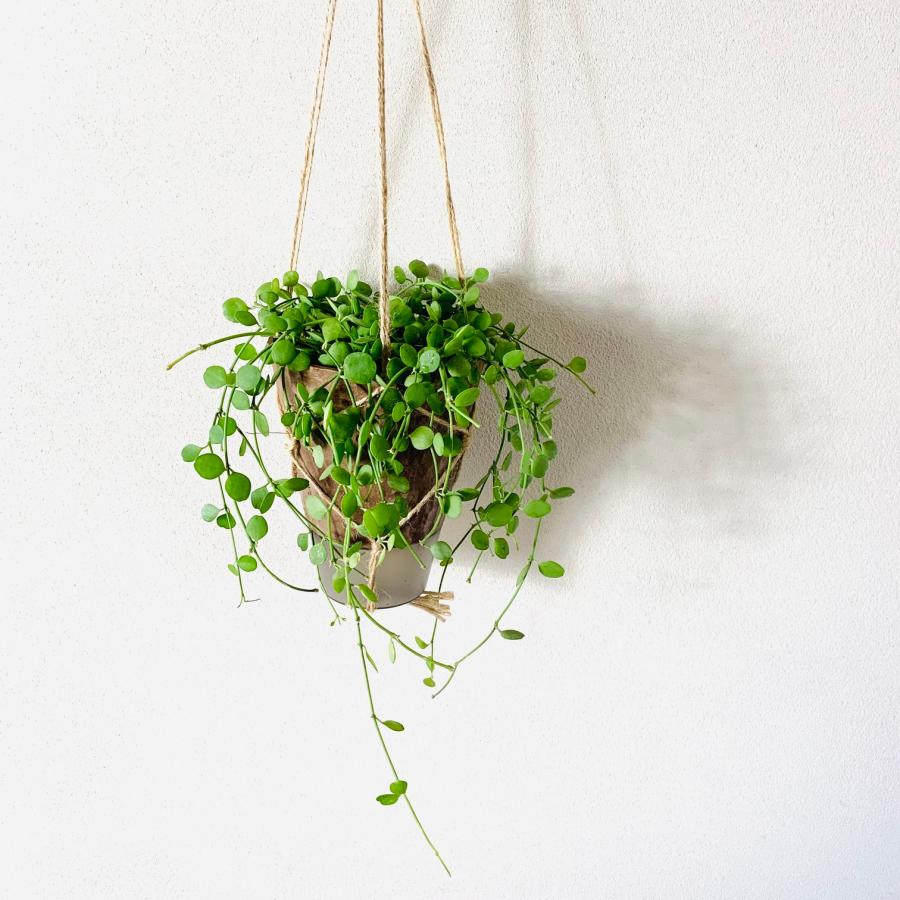 おしゃれ　観葉植物　吊り下げ　ディスキディア　ハートジュエリー  ハンキングアロマ鉢　4号　受け皿キャップ付き　インテリア　多肉植物　引っ越し　 |  | 01