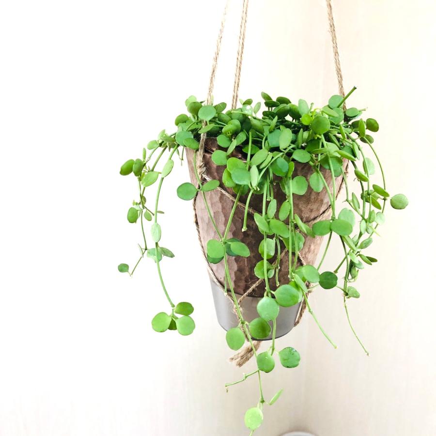 おしゃれ　観葉植物　吊り下げ　ディスキディア　ハートジュエリー  ハンキングアロマ鉢　4号　受け皿キャップ付き　インテリア　多肉植物　引っ越し　 |  | 02