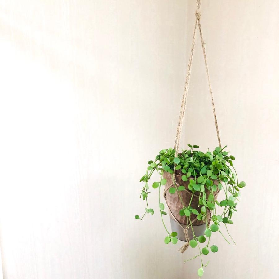 おしゃれ　観葉植物　吊り下げ　ディスキディア　ハートジュエリー  ハンキングアロマ鉢　4号　受け皿キャップ付き　インテリア　多肉植物　引っ越し　 |  | 03