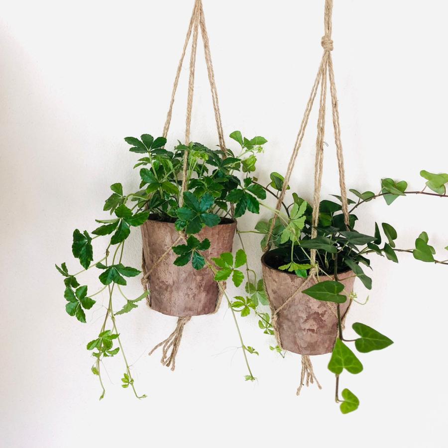 おしゃれ　観葉植物　吊り下げ　壁掛け　インテリア　シュガーバイン  ハートアイビー　木の香りする鉢　4号 | 