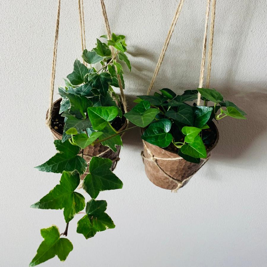 おしゃれ　観葉植物　吊り下げ　壁掛け　インテリア　ハートアイビー　アイビー　品種おまかせ　木の香りする鉢　 |  | 01