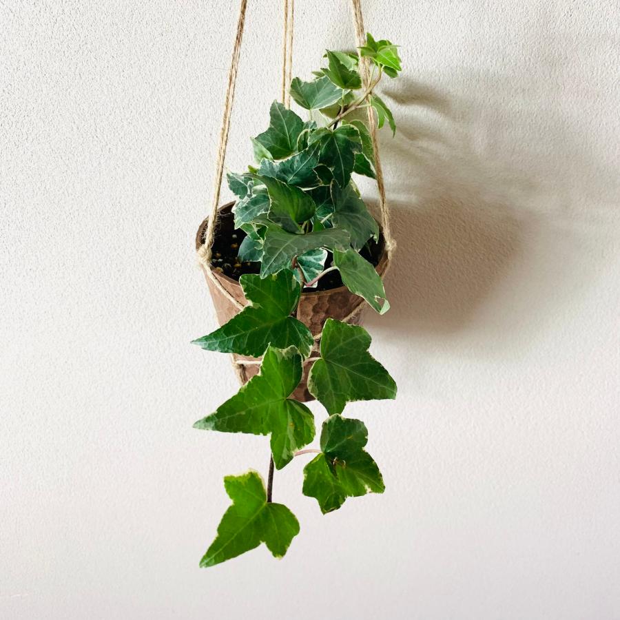 おしゃれ　観葉植物　吊り下げ　壁掛け　インテリア　ハートアイビー　アイビー　品種おまかせ　木の香りする鉢　 |  | 02