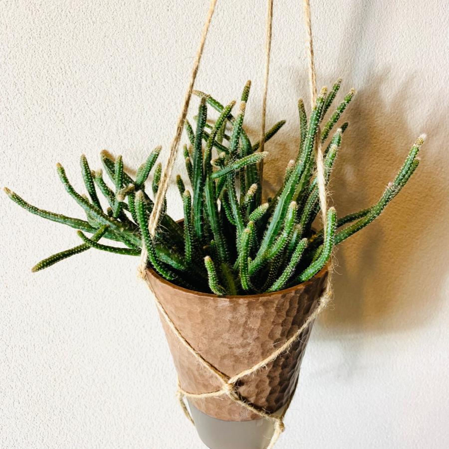 おしゃれ　観葉植物　吊り下げ　リプサリス 　ホリダ　 ハンキングアロマ鉢　4号　受け皿キャップ付き　インテリア　多肉植物　引っ越し　 |  | 01