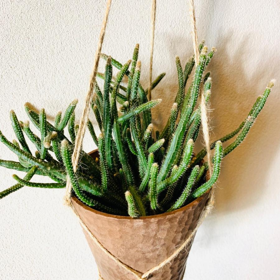 おしゃれ　観葉植物　吊り下げ　リプサリス 　ホリダ　 ハンキングアロマ鉢　4号　受け皿キャップ付き　インテリア　多肉植物　引っ越し　 |  | 02