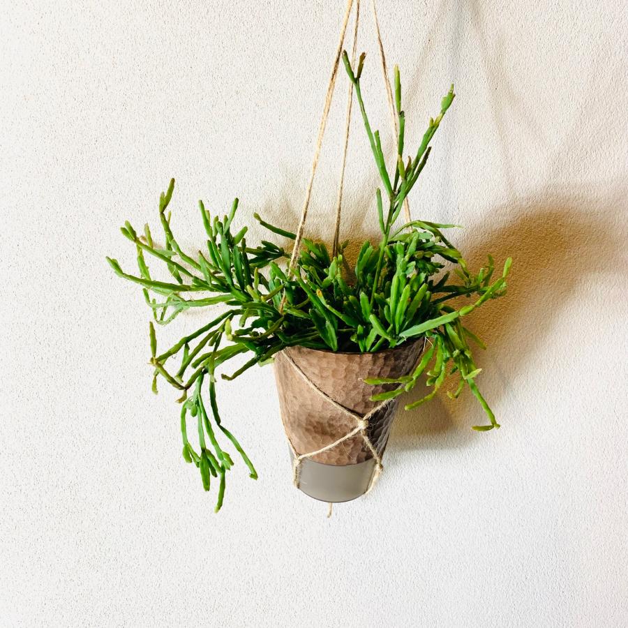 おしゃれ　観葉植物　吊り下げ　リプサリス 　エワルディアナ　 ハンキングアロマ鉢　4号　受け皿キャップ付き　インテリア　多肉植物　引っ越し　 | 