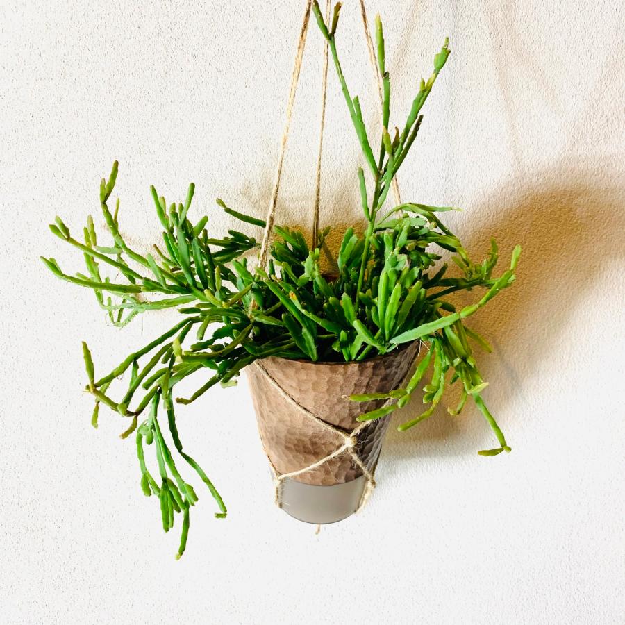 おしゃれ　観葉植物　吊り下げ　リプサリス 　エワルディアナ　 ハンキングアロマ鉢　4号　受け皿キャップ付き　インテリア　多肉植物　引っ越し　 |  | 01