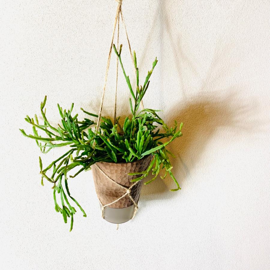 おしゃれ　観葉植物　吊り下げ　リプサリス 　エワルディアナ　 ハンキングアロマ鉢　4号　受け皿キャップ付き　インテリア　多肉植物　引っ越し　 |  | 02