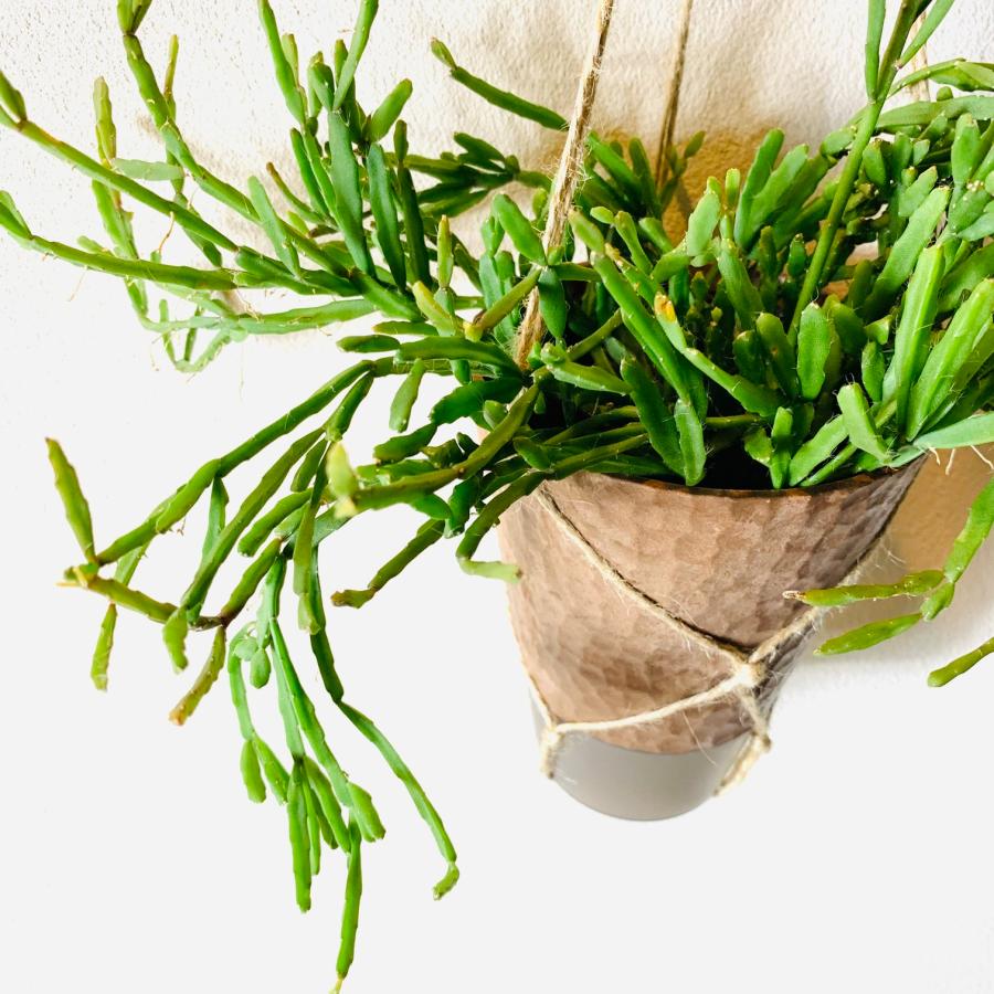 おしゃれ　観葉植物　吊り下げ　リプサリス 　エワルディアナ　 ハンキングアロマ鉢　4号　受け皿キャップ付き　インテリア　多肉植物　引っ越し　 |  | 03