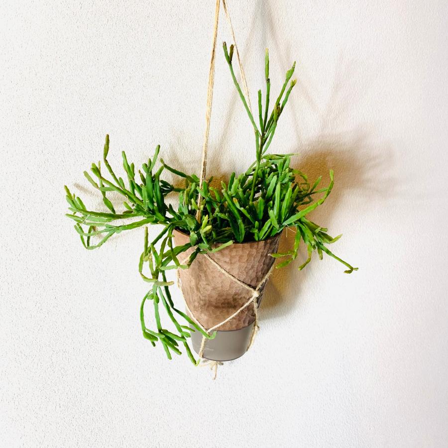 おしゃれ　観葉植物　吊り下げ　リプサリス 　エワルディアナ　 ハンキングアロマ鉢　4号　受け皿キャップ付き　インテリア　多肉植物　引っ越し　 |  | 04