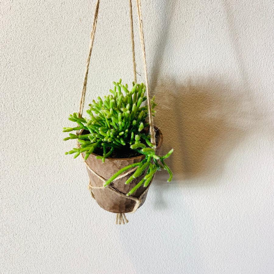 おしゃれ　観葉植物　吊り下げ　サボテン　リプサリス　ケレウスクラ　ハンキングアロマ鉢 3号　壁掛け　 | 