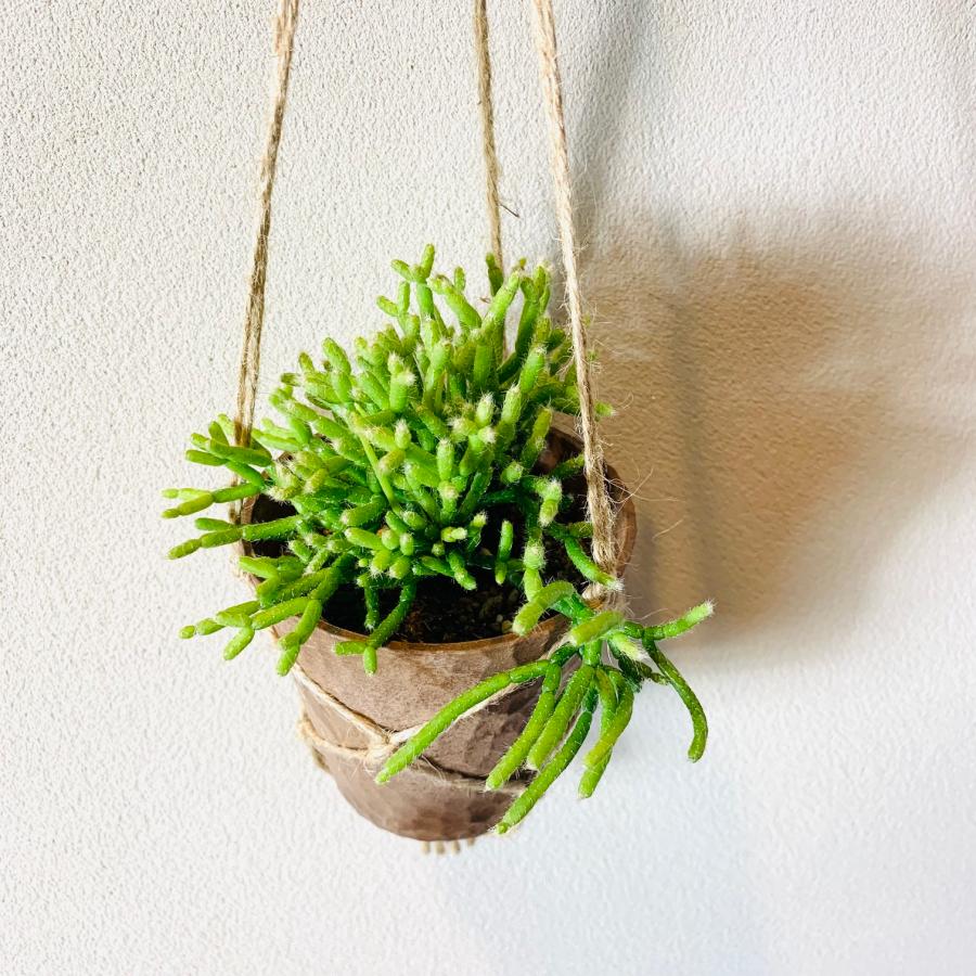 おしゃれ　観葉植物　吊り下げ　サボテン　リプサリス　ケレウスクラ　ハンキングアロマ鉢 3号　壁掛け　 |  | 01