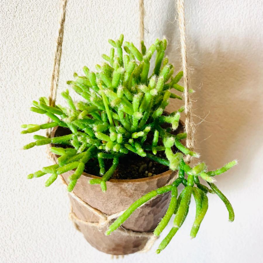 おしゃれ　観葉植物　吊り下げ　サボテン　リプサリス　ケレウスクラ　ハンキングアロマ鉢 3号　壁掛け　 |  | 02