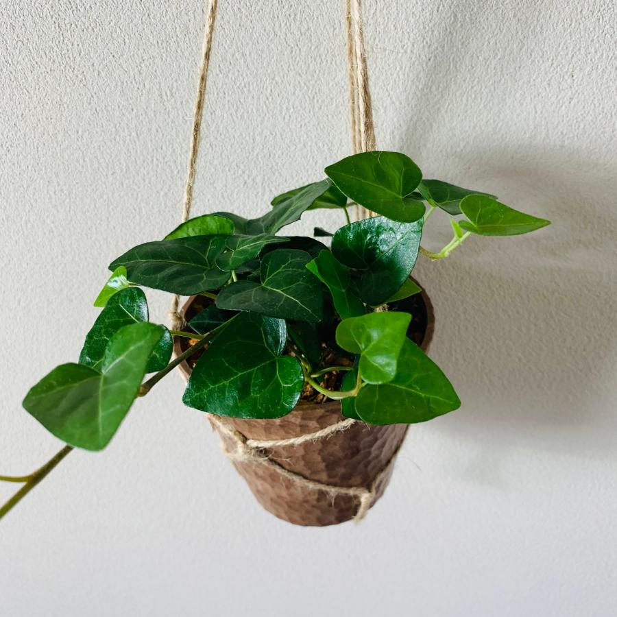 おしゃれ　観葉植物　吊り下げ　ハートアイビー　ヘデラ 木の香りがする鉢　4号　壁掛け |  | 01