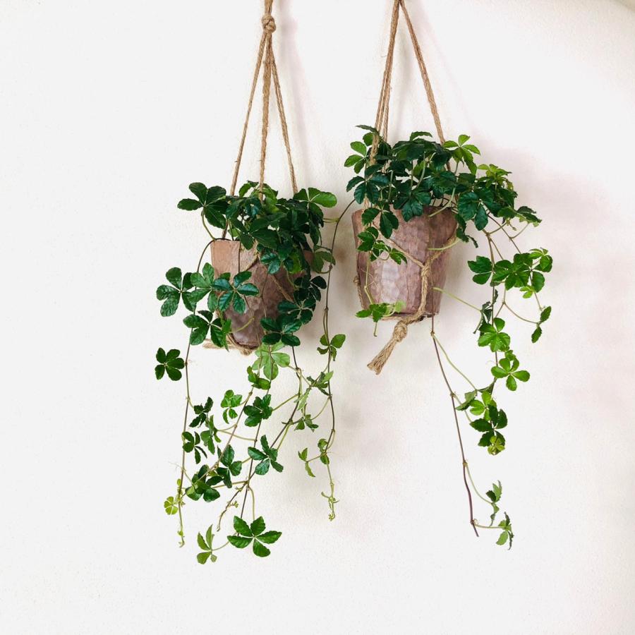 おしゃれ　観葉植物　吊り下げ　シュガーバイン 2個セット　木の香りする鉢　壁掛け | 