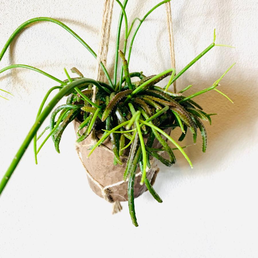 おしゃれ　観葉植物　吊り下げ　サボテン　リプサリス　バッキフェラ　ハンキングアロマ鉢 3号　壁掛け　 |  | 01