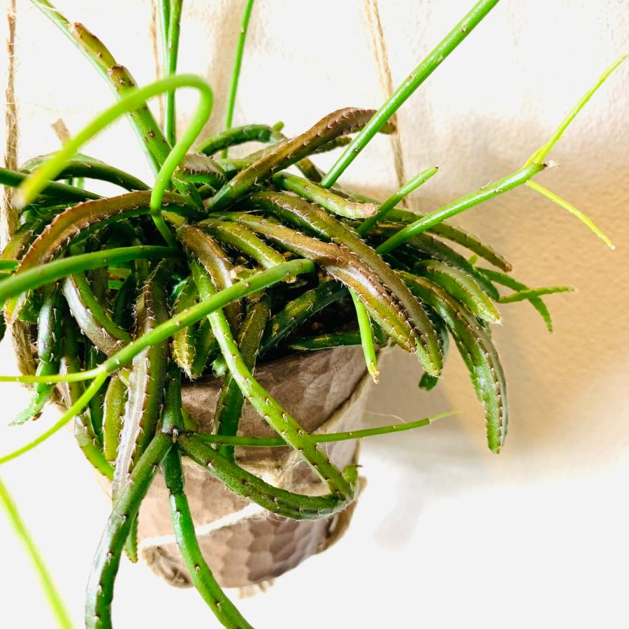 おしゃれ　観葉植物　吊り下げ　サボテン　リプサリス　バッキフェラ　ハンキングアロマ鉢 3号　壁掛け　 |  | 02