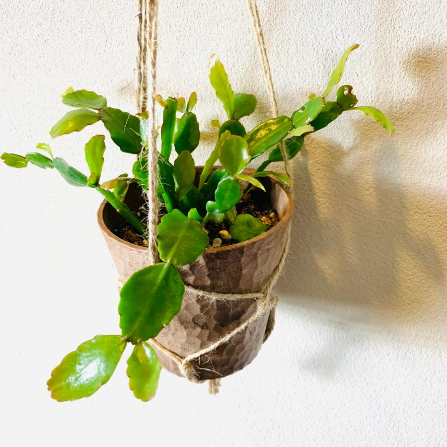 おしゃれ　観葉植物　吊り下げ　サボテン　リプサリス　ロンベア　ハンキングアロマ鉢 3号　壁掛け　 |  | 01