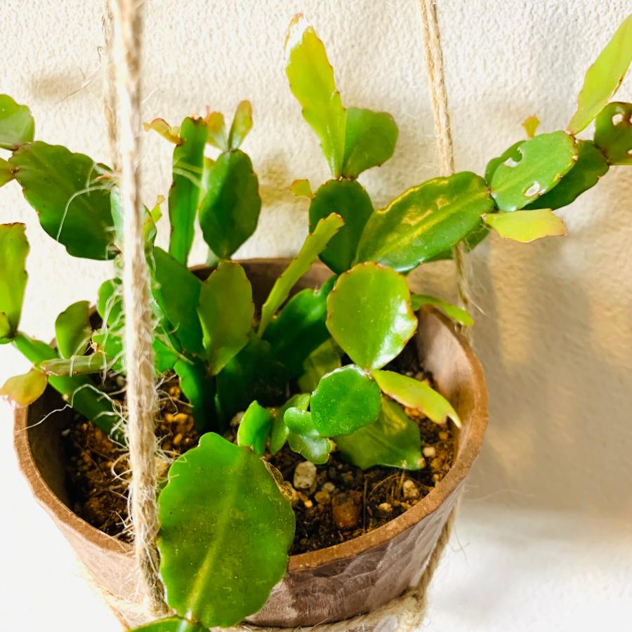 おしゃれ　観葉植物　吊り下げ　サボテン　リプサリス　ロンベア　ハンキングアロマ鉢 3号　壁掛け　 |  | 02