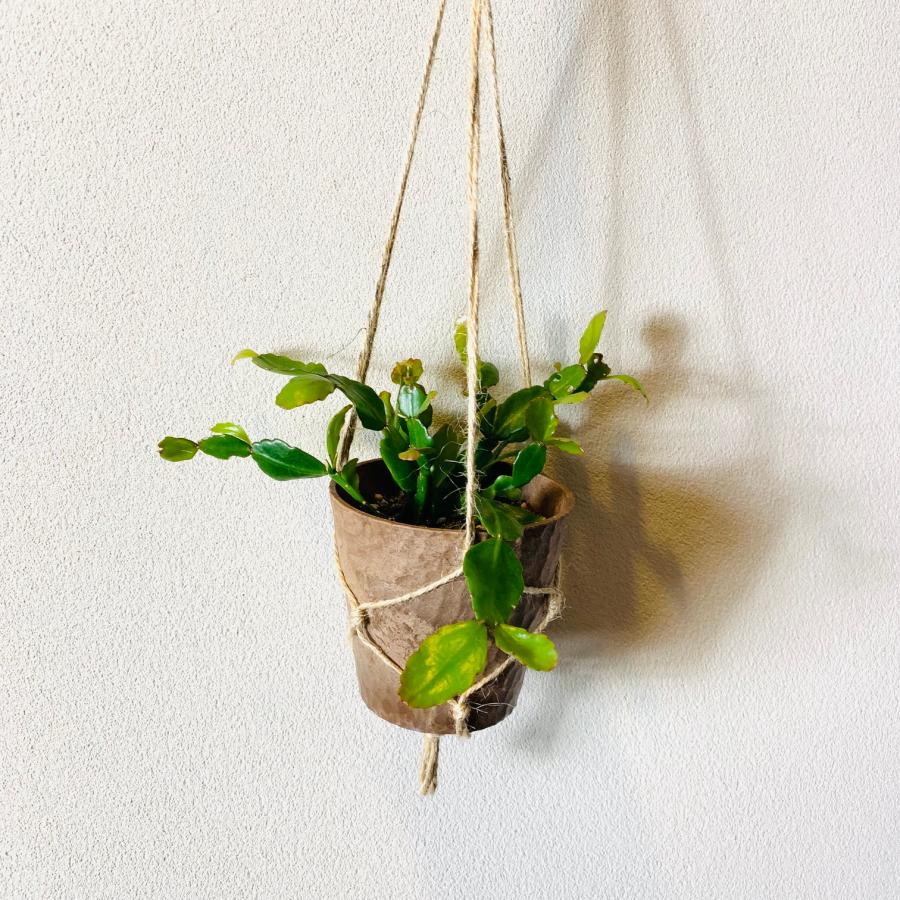 おしゃれ　観葉植物　吊り下げ　サボテン　リプサリス　ロンベア　ハンキングアロマ鉢 3号　壁掛け　 |  | 04