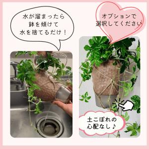 おしゃれ　観葉植物　吊り下げ　サボテン　リプサリス　ロンベア　ハンキングアロマ鉢 3号　壁掛け　 |  | 06