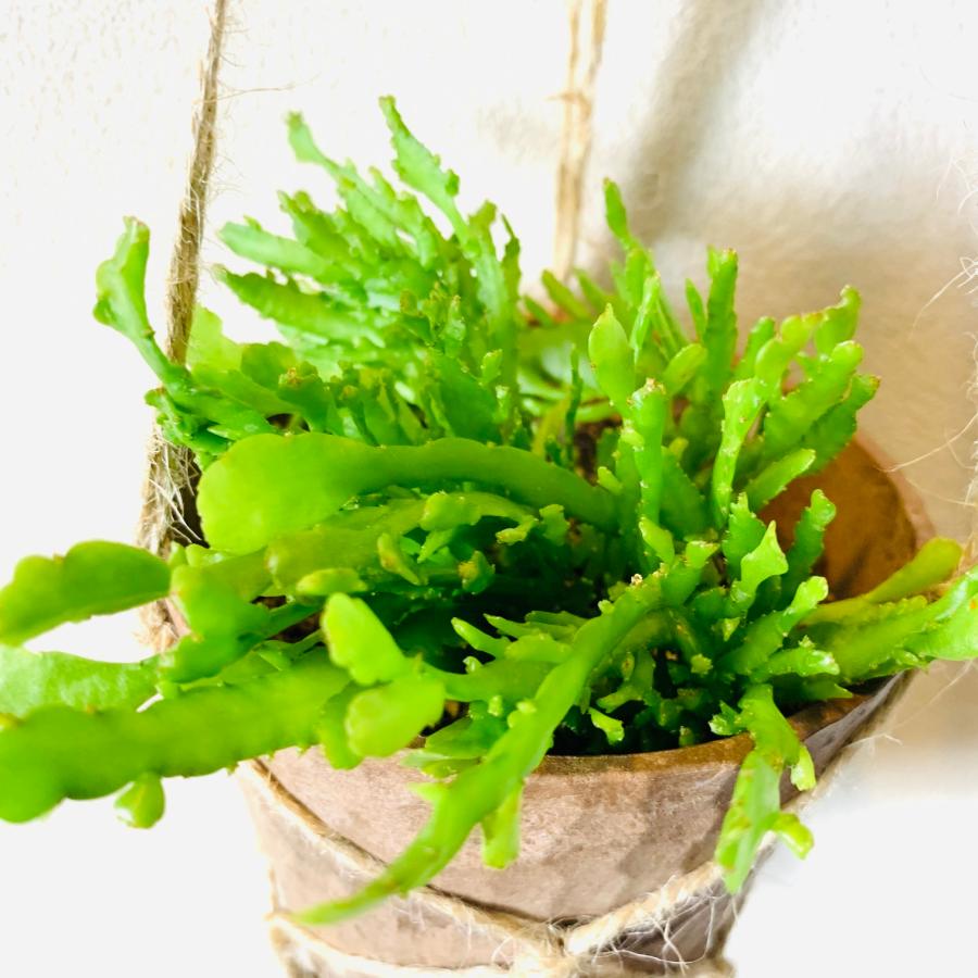おしゃれ　観葉植物　吊り下げ　サボテン　リプサリス　シーウィード　ハンキングアロマ鉢 3号　壁掛け　 |  | 02