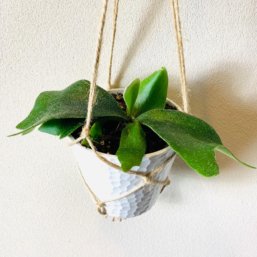 壁掛け　オシャレ　コウモリラン　アルシコルネ　4号　ホワイトシェル鉢　インテリア　観葉植物　 |  | 01