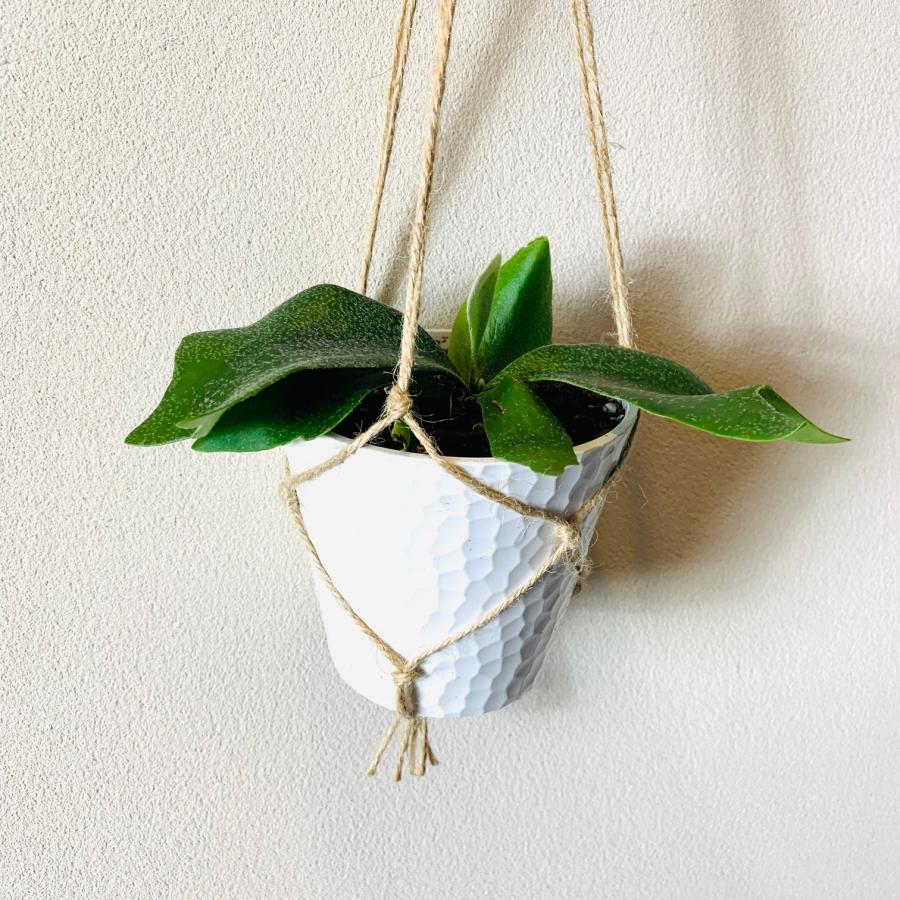 壁掛け　オシャレ　コウモリラン　アルシコルネ　4号　ホワイトシェル鉢　インテリア　観葉植物　 |  | 03