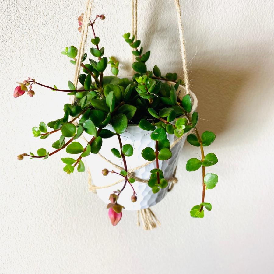 壁掛け　オシャレ　カランコエフィフィ　4号　ホワイトシェル鉢　インテリア　観葉植物　 |  | 01