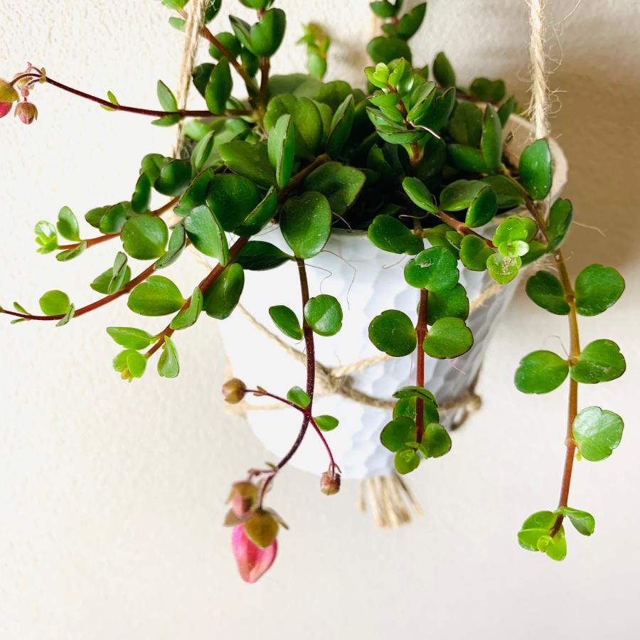 壁掛け　オシャレ　カランコエフィフィ　4号　ホワイトシェル鉢　インテリア　観葉植物　 |  | 02