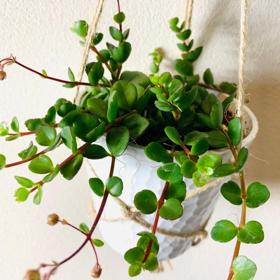 壁掛け　オシャレ　カランコエフィフィ　4号　ホワイトシェル鉢　インテリア　観葉植物　 |  | 03