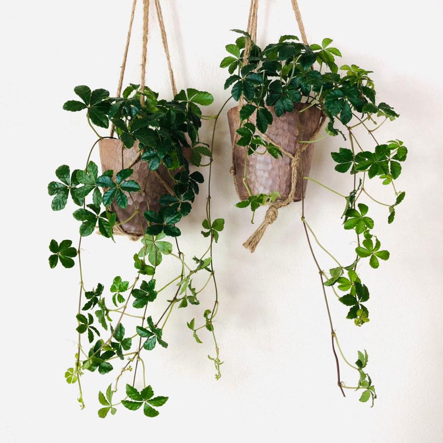 おしゃれ　観葉植物　吊り下げ　シュガーバイン 2個セット　木の香りする鉢　壁掛け |  | 01