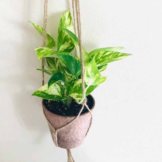 おしゃれ 観葉植物 吊り下げ ポトス ゴールデン 木の香りがする鉢 4号