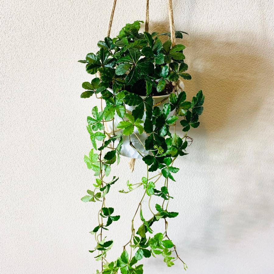 壁掛け　オシャレ　シュガーバイン　4号　ホワイトシェル鉢　インテリア　観葉植物　 |  | 01