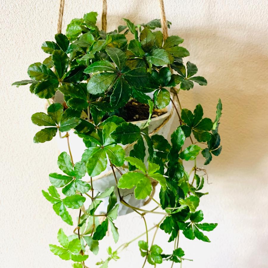 壁掛け　オシャレ　シュガーバイン　4号　ホワイトシェル鉢　インテリア　観葉植物　 |  | 02