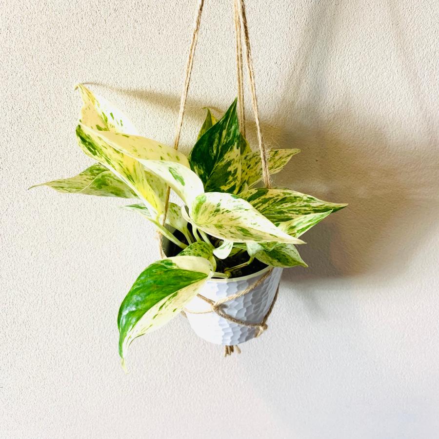 壁掛け　オシャレ　ポトスマーブルクイーン　4号　ホワイトシェル鉢　インテリア　観葉植物　 |  | 01