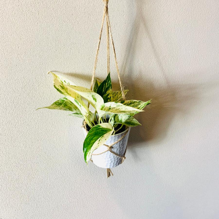 壁掛け　オシャレ　ポトスマーブルクイーン　4号　ホワイトシェル鉢　インテリア　観葉植物　 |  | 03