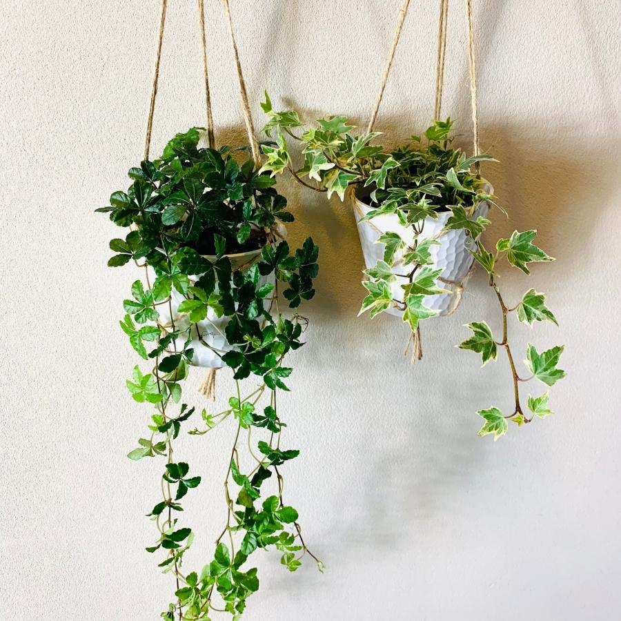 壁掛け　オシャレ　シュガーバイン　アイビー　品種おまかせ　4号　ホワイトシェル鉢　インテリア　観葉植物　 |  | 01
