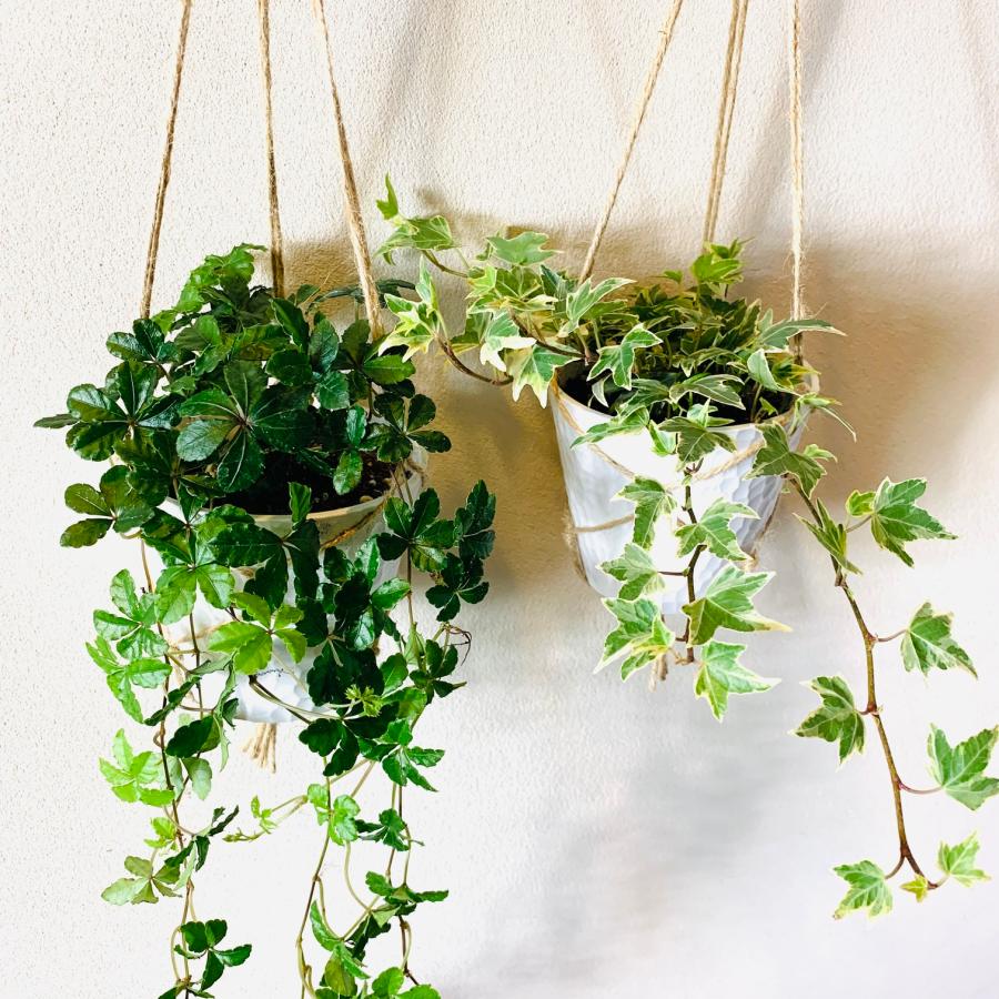 壁掛け　オシャレ　シュガーバイン　アイビー　品種おまかせ　4号　ホワイトシェル鉢　インテリア　観葉植物　 |  | 02