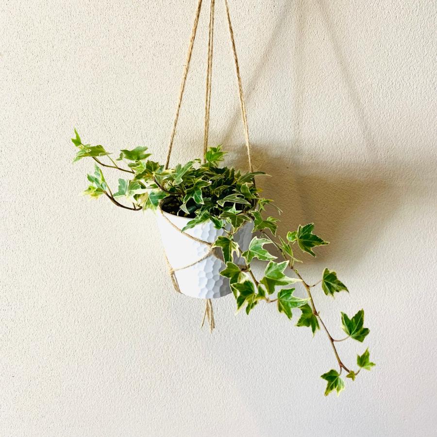 壁掛け　オシャレ　シュガーバイン　アイビー　品種おまかせ　4号　ホワイトシェル鉢　インテリア　観葉植物　 |  | 04