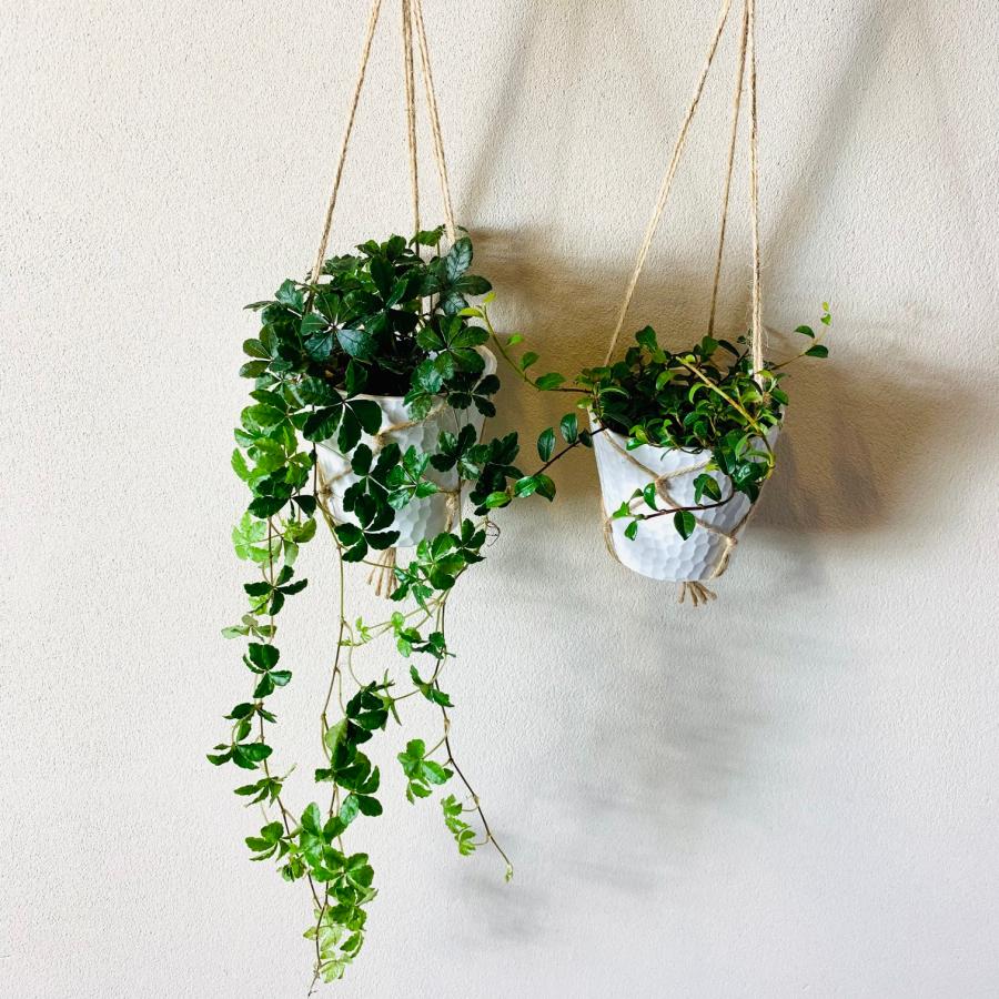 壁掛け　オシャレ　シュガーバイン　つる性ガジュマル　4号　ホワイトシェル鉢　インテリア　観葉植物　 | 