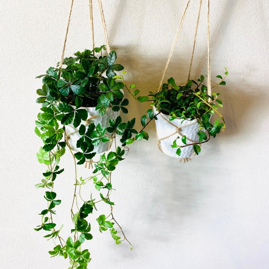 壁掛け　オシャレ　シュガーバイン　つる性ガジュマル　4号　ホワイトシェル鉢　インテリア　観葉植物　 |  | 01