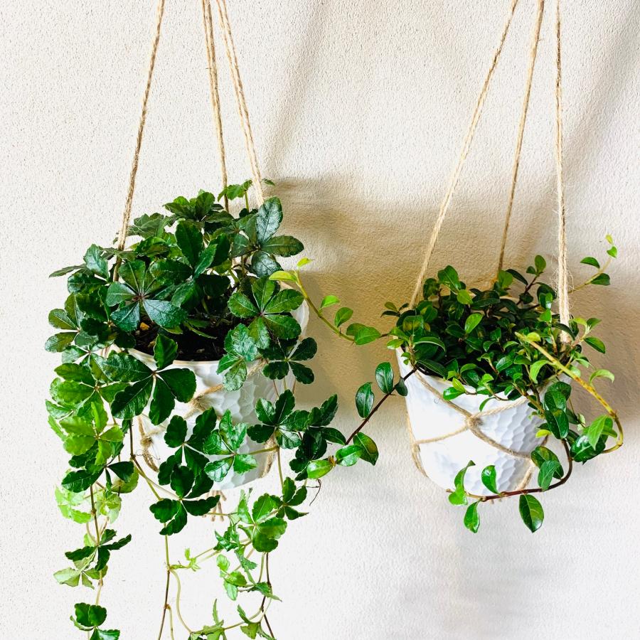 壁掛け　オシャレ　シュガーバイン　つる性ガジュマル　4号　ホワイトシェル鉢　インテリア　観葉植物　 |  | 02