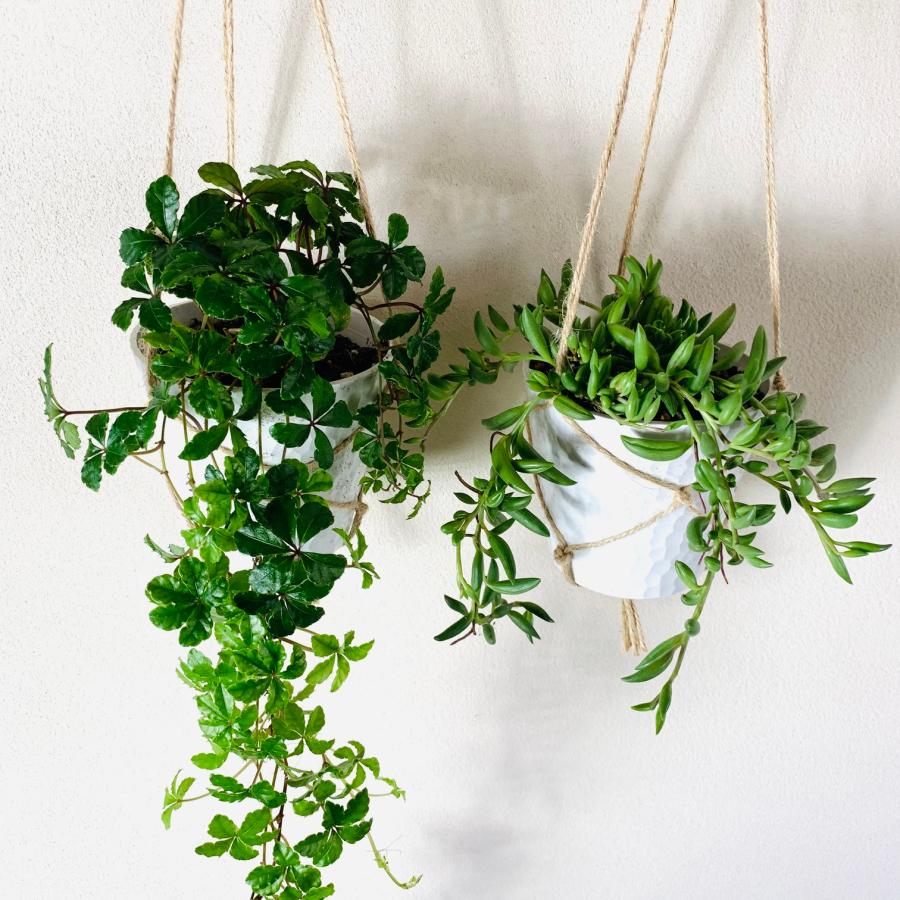 壁掛け　オシャレ　シュガーバイン　グリーンネックレス　4号　ホワイトシェル鉢　インテリア　観葉植物　 |  | 01