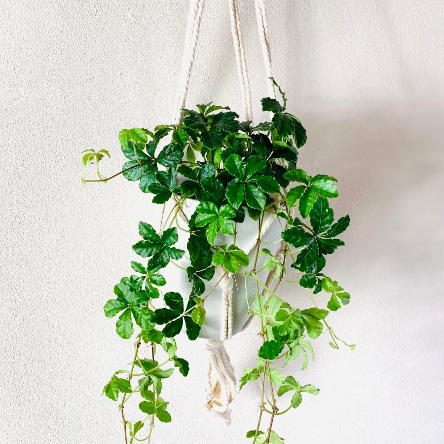 おしゃれ　観葉植物　吊り下げ 　壁掛け　インテリア　シュガーバイン　フライトハンガー　4号　 |  | 01