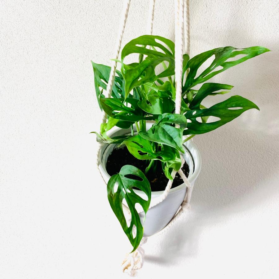 おしゃれ 観葉植物 吊り下げ 壁掛け インテリア モンステラ マドカズラ
