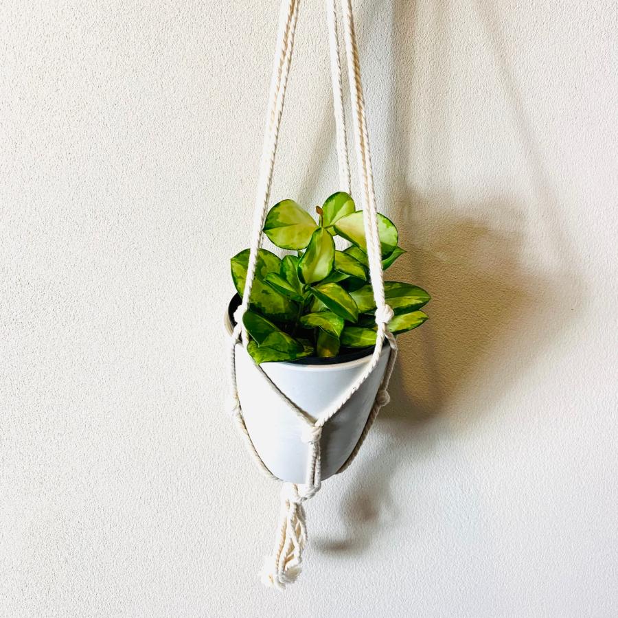 おしゃれ　観葉植物　吊り下げ 　　壁掛け　インテリア　ホヤ　オーストラリス　フライトハンガー　4号　 | 